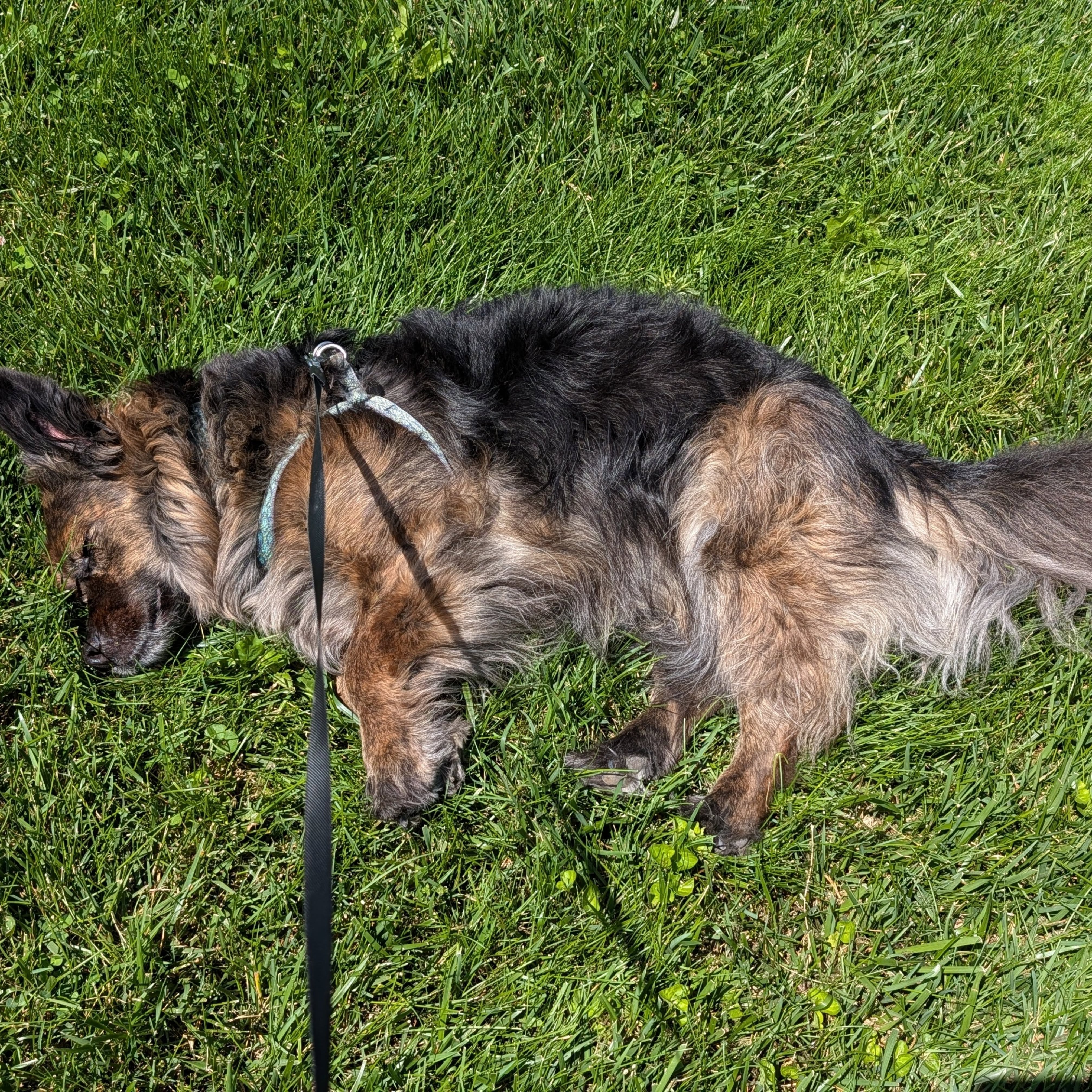 Sometimes the best reminder to slow down comes from a dog.

I was ready to get moving, but Rudy decided today's agenda included lying in the grass, soaking up the sunshine, and absolutely nothing else.

Maybe he was onto something. 💚🐾
