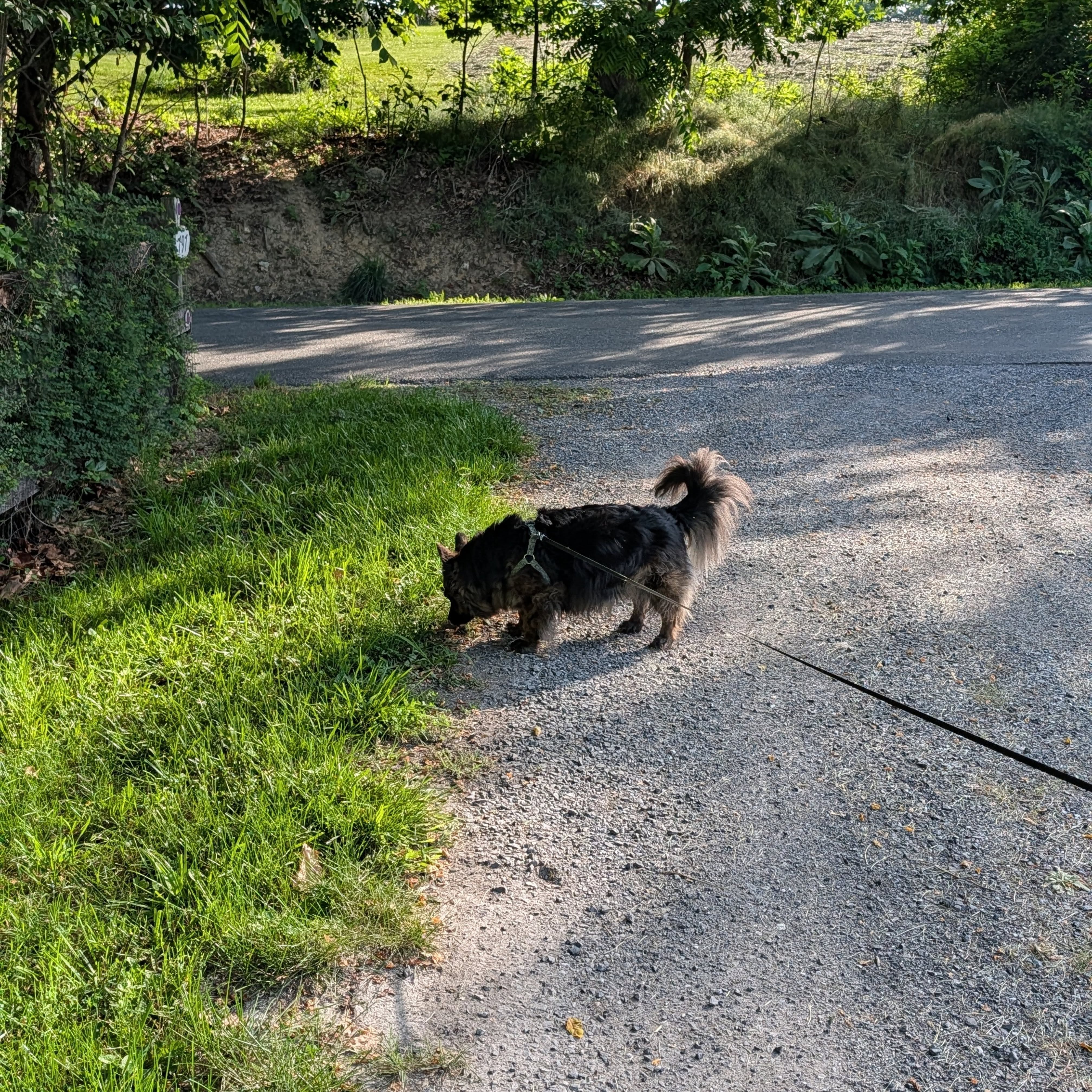 Rudy's morning walk!