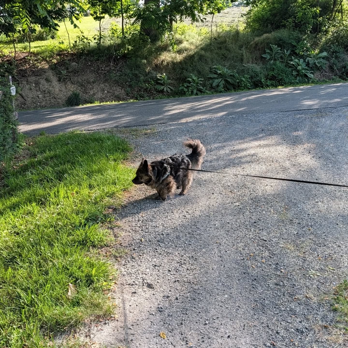 Rudy's morning report: one rabbit sighted, sun officially showing off through the trees, and walk declared a success. 🐾🐇✨ Friday, we see you.