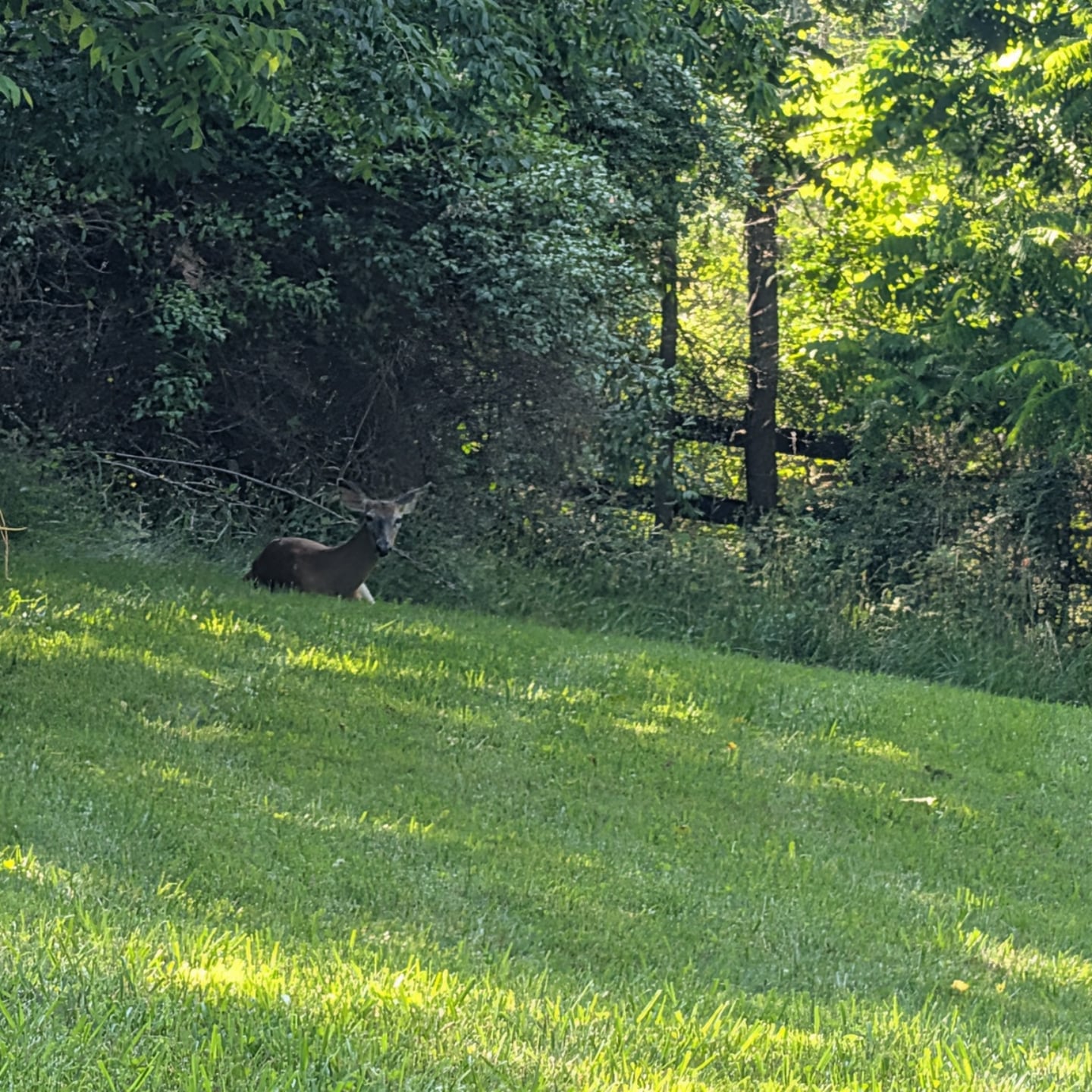 Garden update from yesterday: She worked hard! Every last hosta and daylily was munched on. 

A girl deserves a rest. 🦌😂