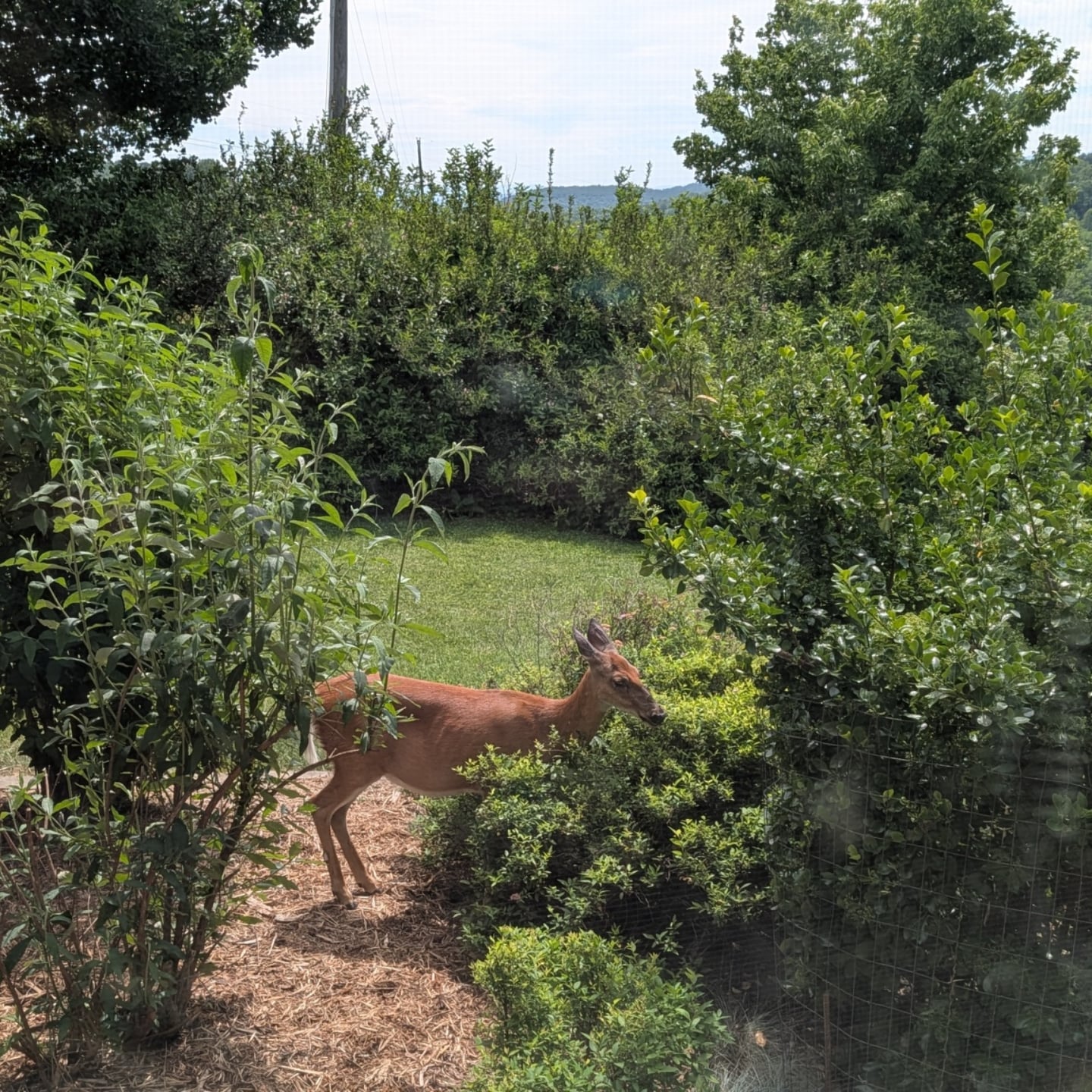No respect! 🦌

Yes, she is outside my kitchen window.