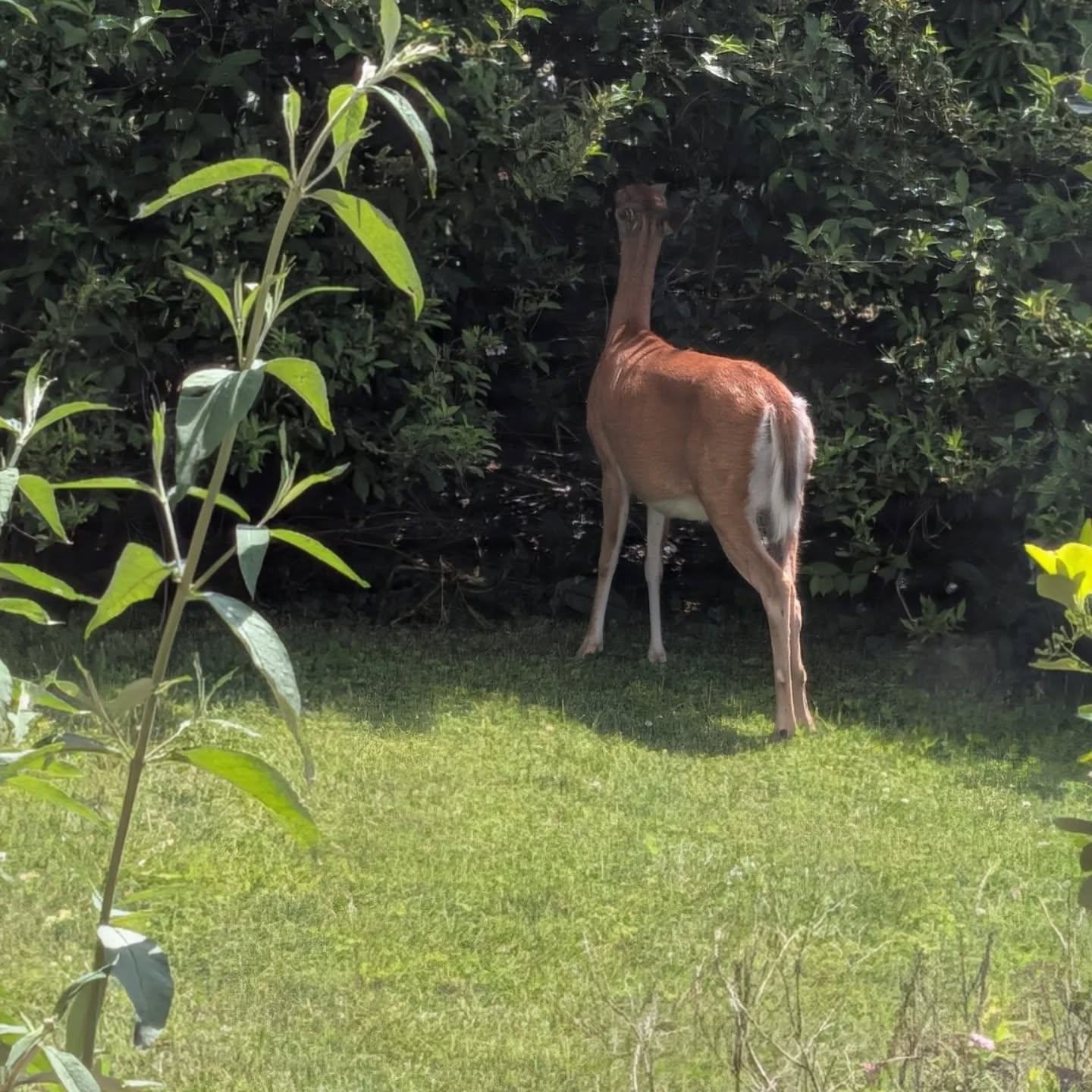 Honestly, this yard work sure is exhausting!  Even for a professional pruner like this little deer! 🌿🦌😴